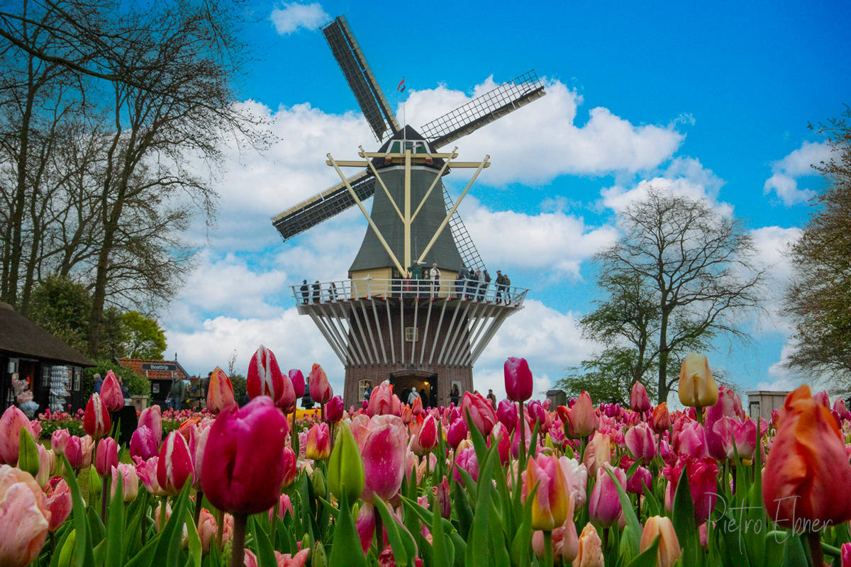 Il parco di Keukenhof