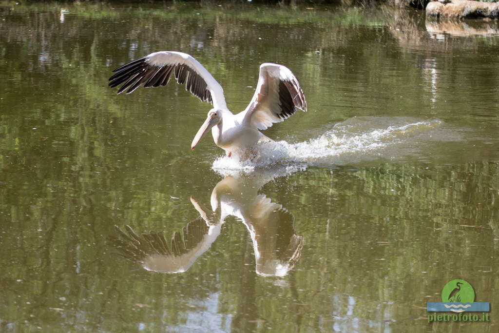 Pelican