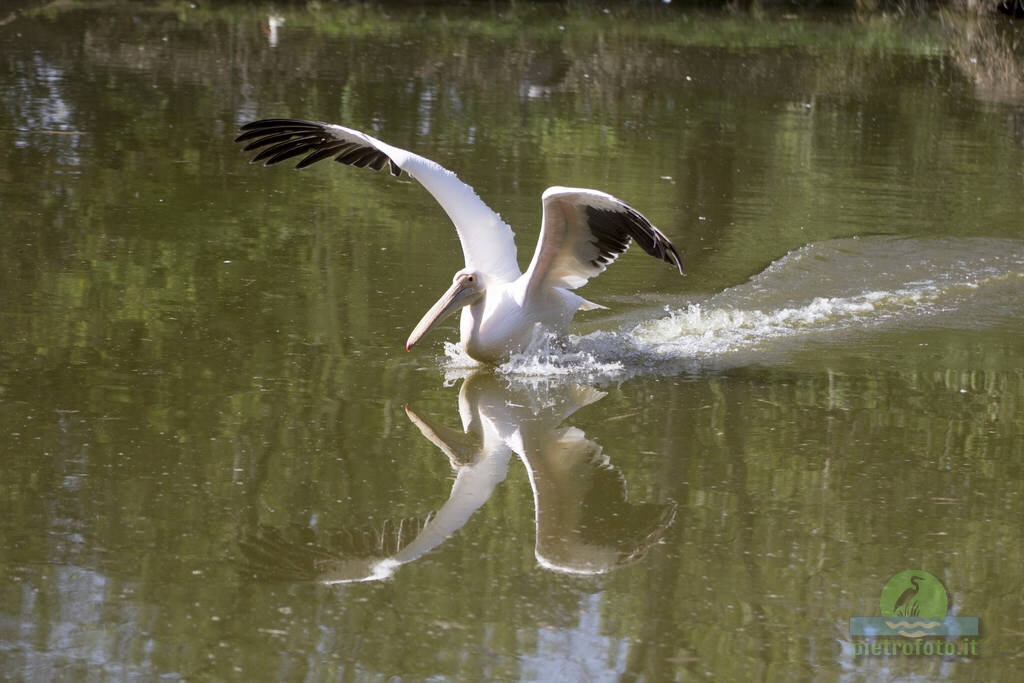 Pelican