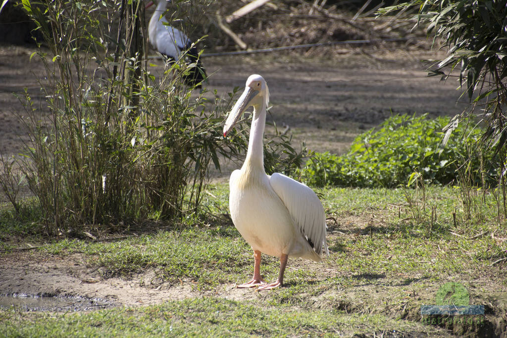 Pelican