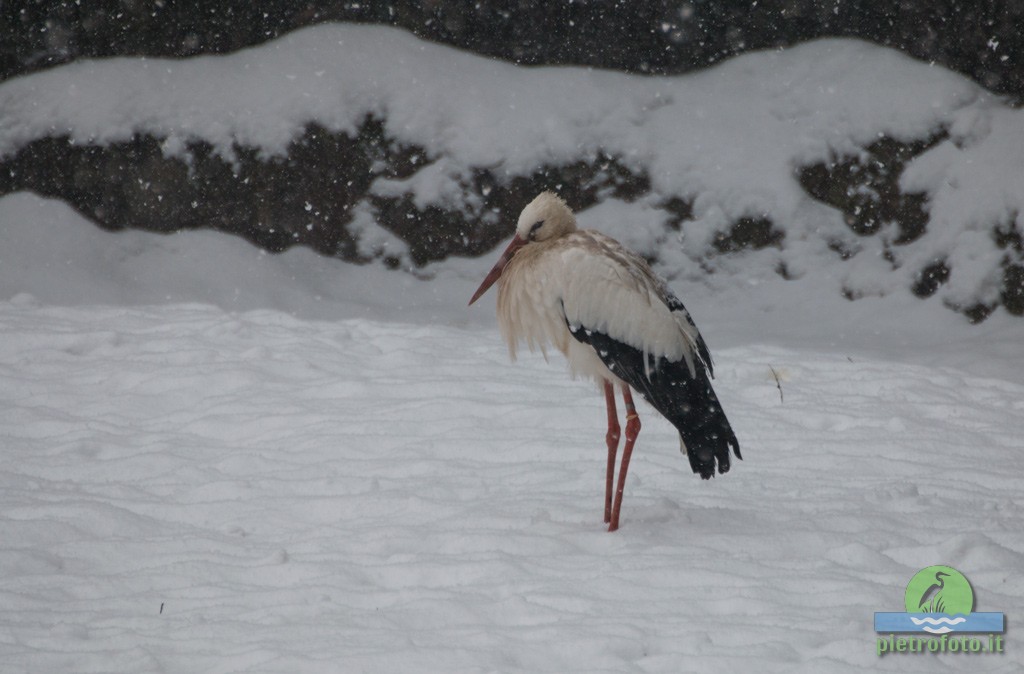 White stork