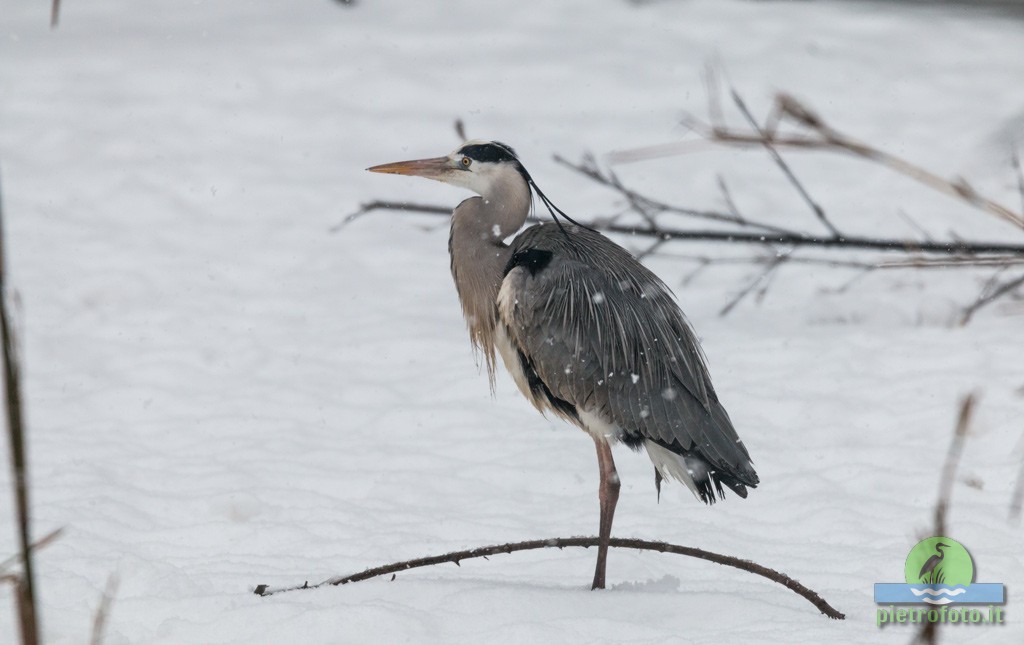 Gray heron