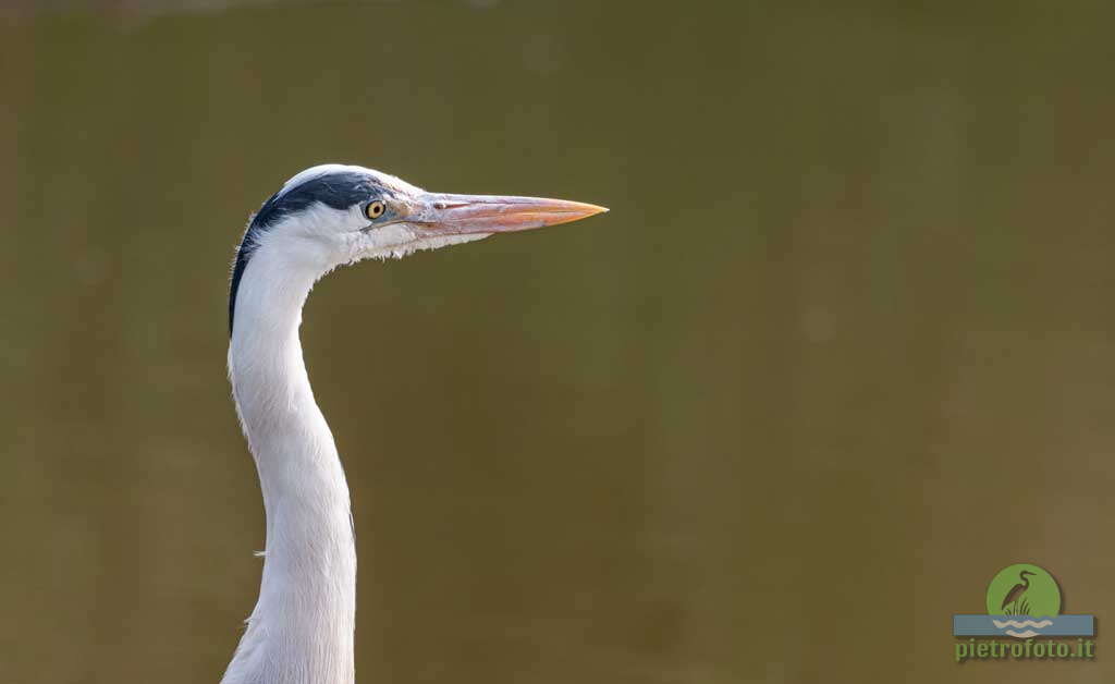 Grey heron