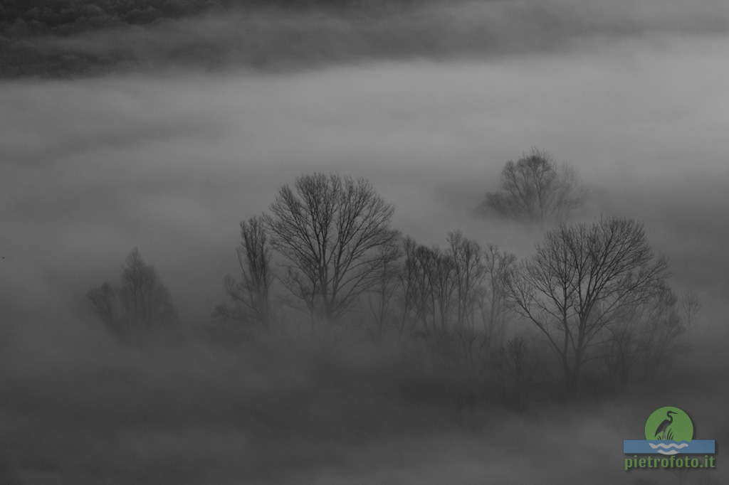 Trees in the morning mist