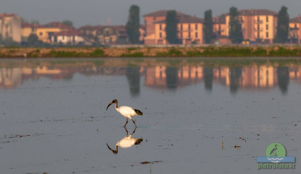 African sacred ibis