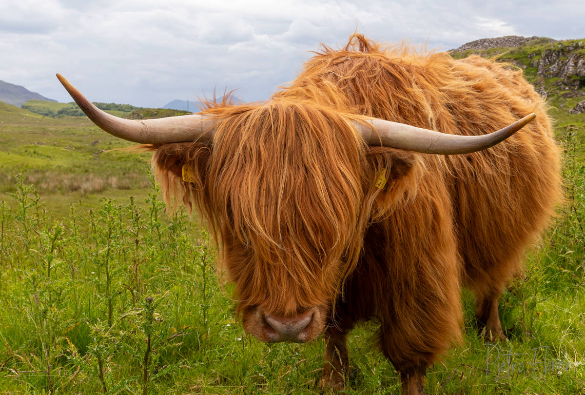 The highlander cow