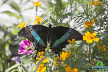 Papilio palinurus