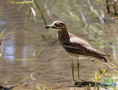 Eurasian stone curlew