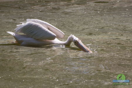 Pelican