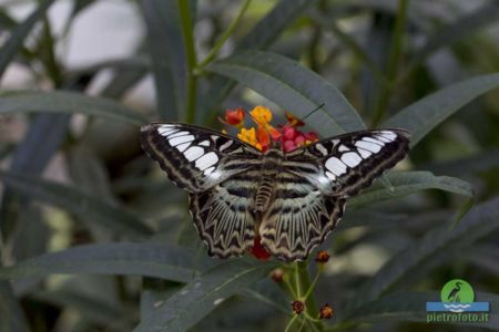 parthenos sylvia