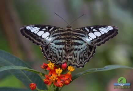 parthenos sylvia