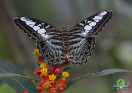 parthenos sylvia