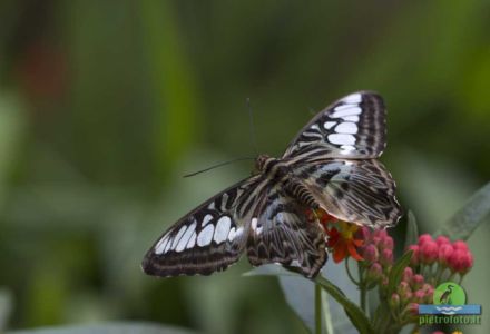 parthenos sylvia