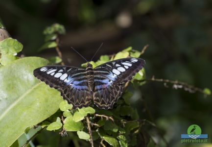 parthenos sylvia