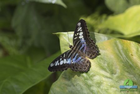 parthenos sylvia