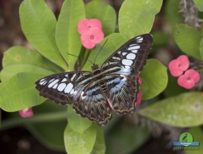 parthenos sylvia