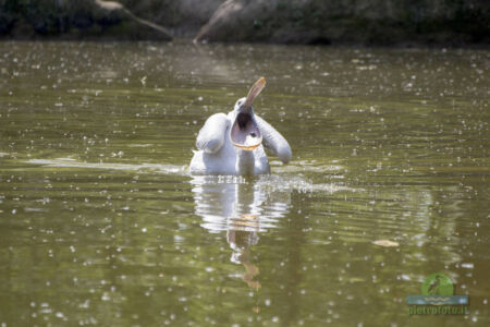 Pelican