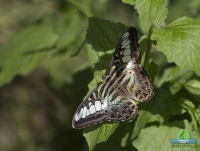 parthenos sylvia