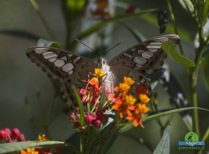 parthenos sylvia