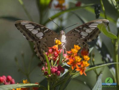 parthenos sylvia