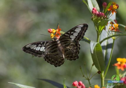 parthenos sylvia