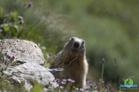 Marmot