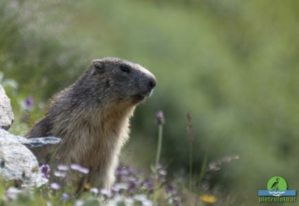 Marmot