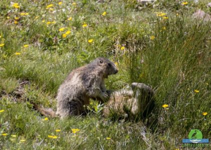 Marmot