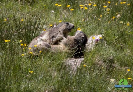 Marmot