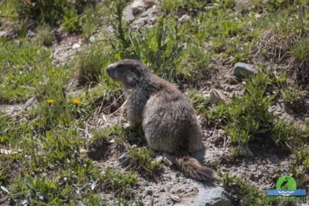 Marmot