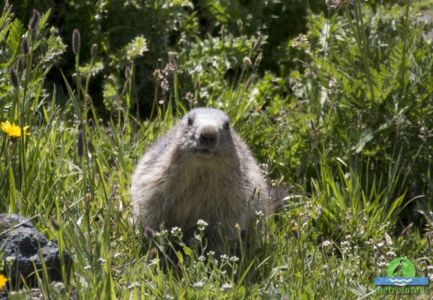 Marmot