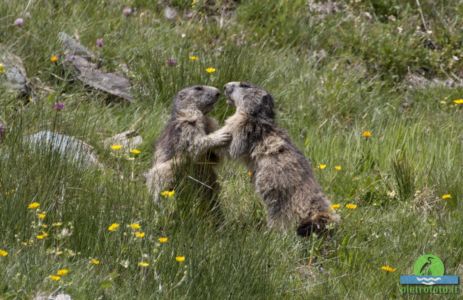 Marmot