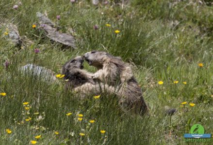 Marmot