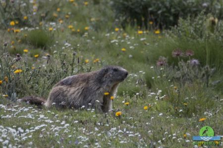 Marmot