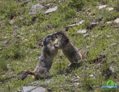 Marmot