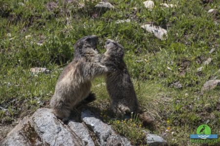 Marmot