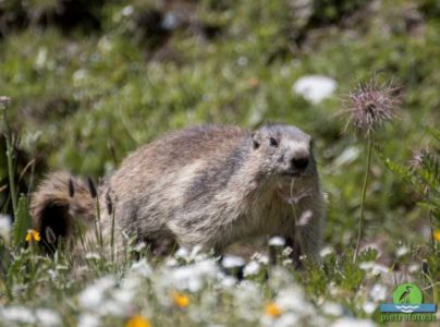 Marmot