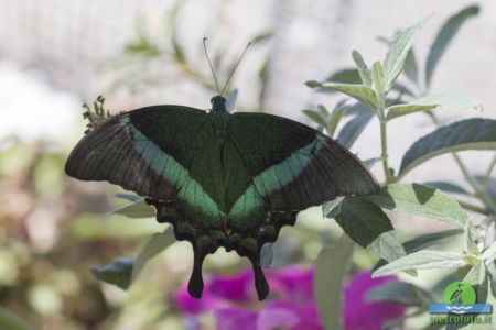 Papilio palinurus