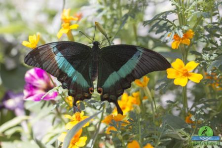 Papilio palinurus