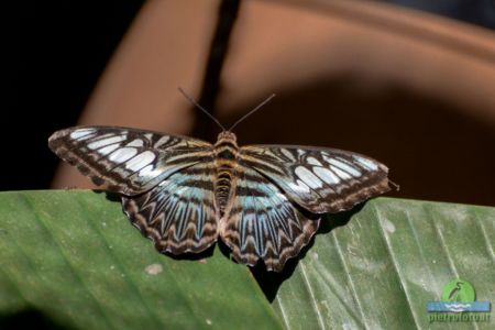 parthenos sylvia