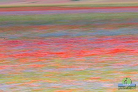 La fioritura di Castelluccio di Norcia