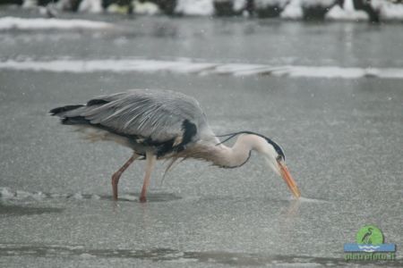 Gray heron