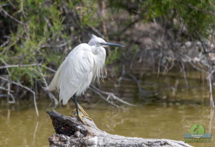 Grey heron