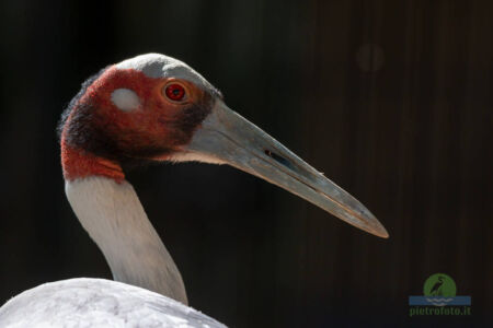 Red crowned crane