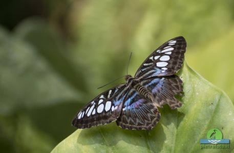 parthenos sylvia