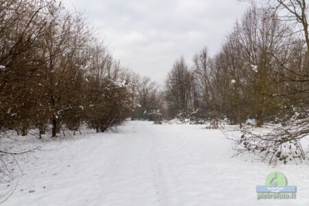 Neve a Tolcinasco