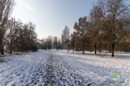 Neve a Tolcinasco