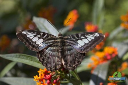 parthenos sylvia