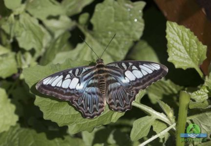 parthenos sylvia