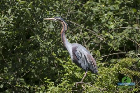 Purple heron